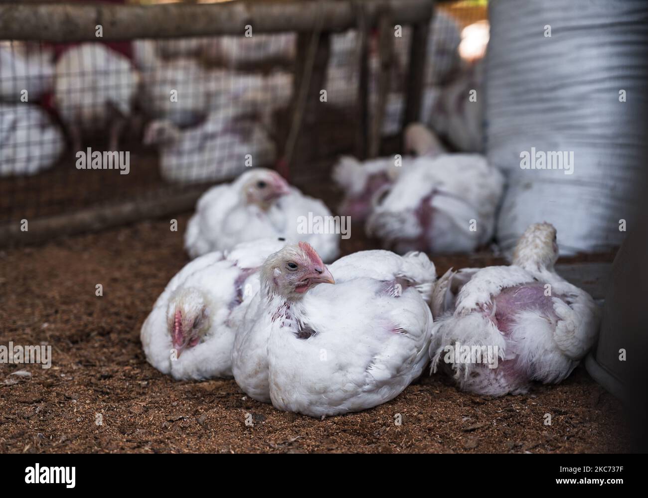 Una vista della fattoria di pollame, a Tehatta, India, il 7 gennaio 2021. Gli esperti dicono che l'influenza aviaria o l'influenza aviaria è un tipo di influenza aviaria. Il virus H5N1 è responsabile di questo. Il virus può entrare nel corpo umano da carne di pollame e uova infettate da influenza aviaria. (Foto di Soumyabrata Roy/NurPhoto) Foto Stock