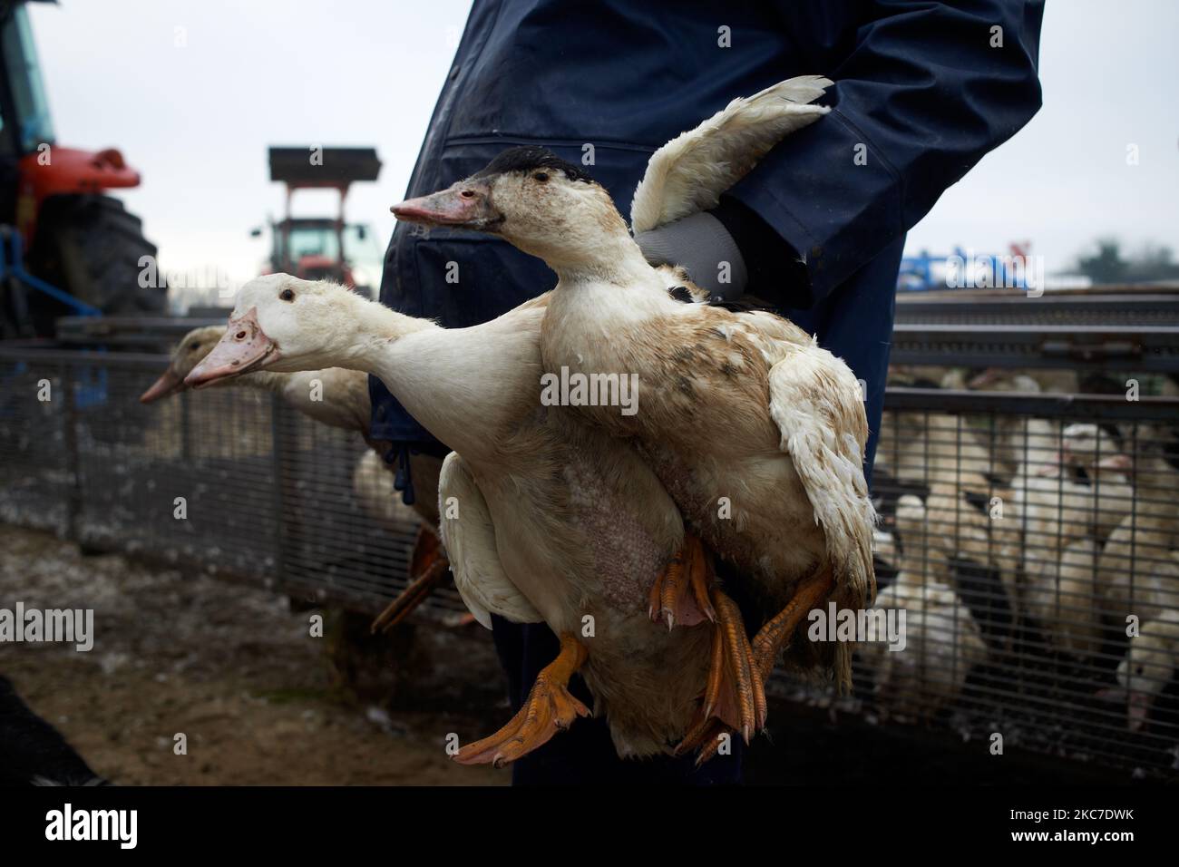 Anatre viventi prima della loro partenza per un posto di abbattimento. Una nuova epizoozia causata dal virus H5N8 (influenza aviaria) nel dipartimento delle Landes e nei dipartimenti vicini (Gers, Pyrenees-Atlantics, Hautes-Pyrenees e Lot-et-Garonne) riguarda gli allevatori di anatre che producono 'foie gras' e anatre ingrassate da 'gavage'. Tutte le anatre nei 5 dipartimenti devono essere abbattuti per fermare o rallentare il contagio in seguito ad ordini del ministro francese dell'Agricoltura Julien Denormandie. Nella fattoria di Serge Mora a Mugron (dipartimento delle Landes), 2000 anatre sono state abbattuti perché la sua fattoria è stata infettata. Su ciao Foto Stock