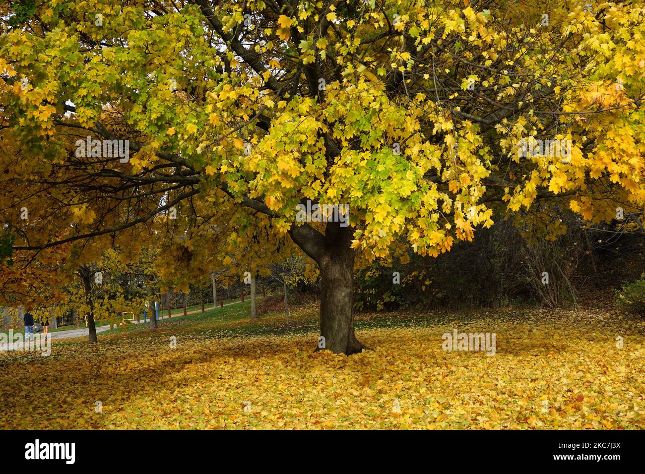 Golden yellow autumn colors on maple tree in a park Foto Stock