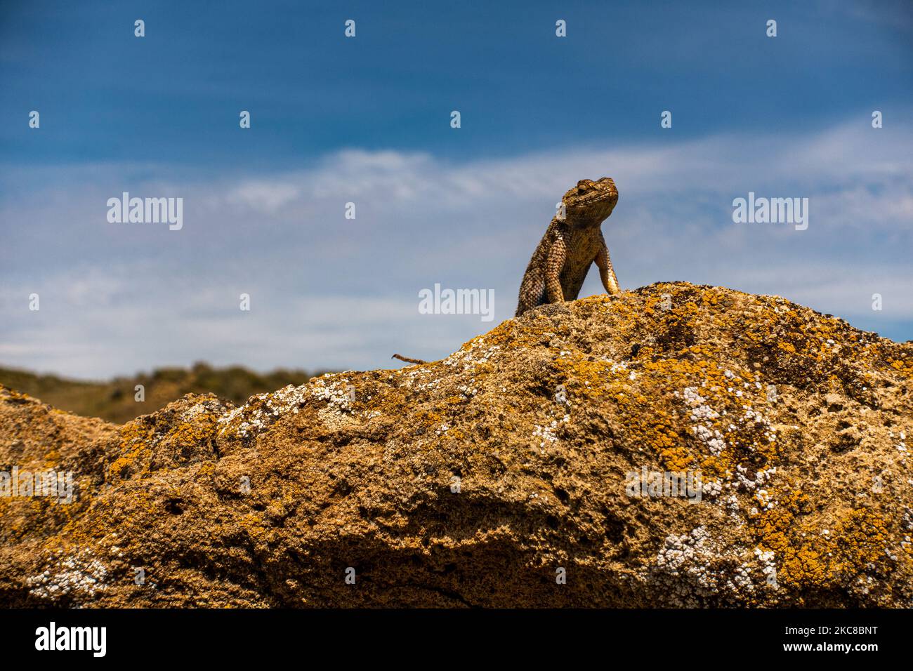 Lucertola di recinzione occidentale (Sceloporus occidentalis) sulla formazione rocciosa a Leslie Gulch dell'Oregon Foto Stock