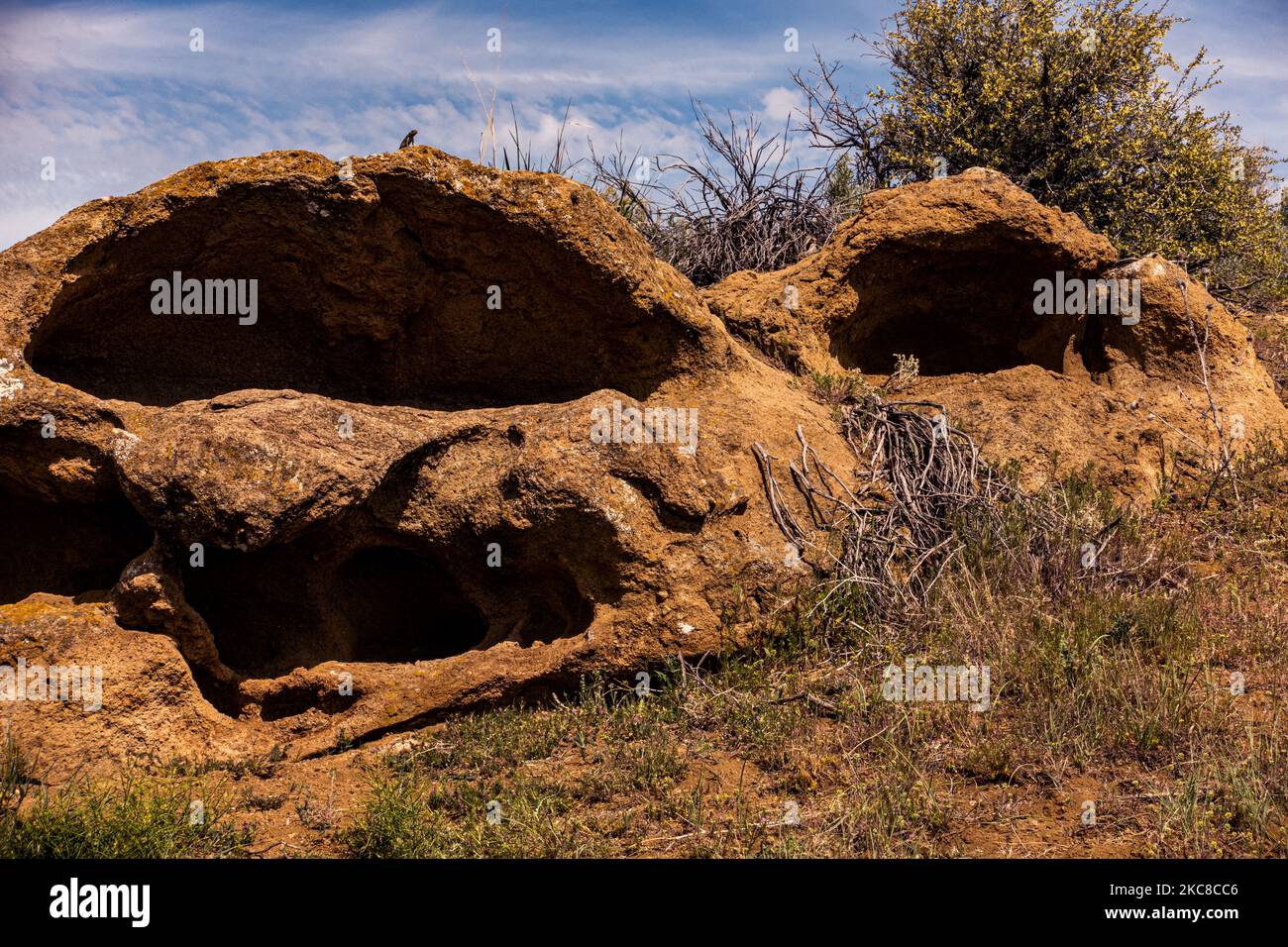 Lucertola di recinzione occidentale (Sceloporus occidentalis) sulla formazione rocciosa a Leslie Gulch dell'Oregon Foto Stock