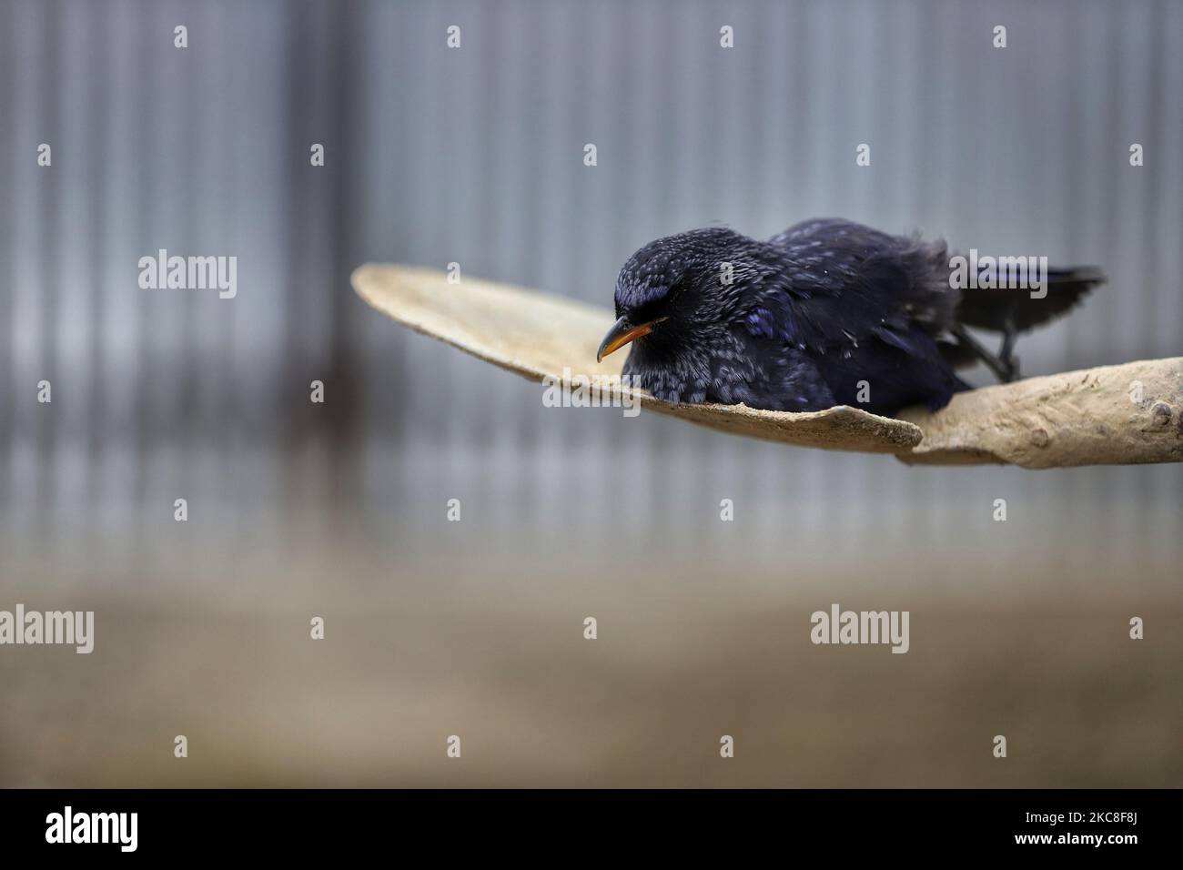 Un uomo trasporta un uccello morto dopo che è stato trovato nella città di Sopore del distretto di Baramulla Jammu e Kashmir India il 31 gennaio 2021. Venerdì il governo ha dichiarato che un tipo di influenza aviaria â – notificabile influenza aviaria (H5N8) – è stato trovato in un campione di corvi morti nella zona di Soprore a Baramulla. Il campione è stato raccolto dalla zona di Hardushiva di Soprore nel distretto nord del Kashmir. (Foto di Nasir Kachroo/NurPhoto) Foto Stock
