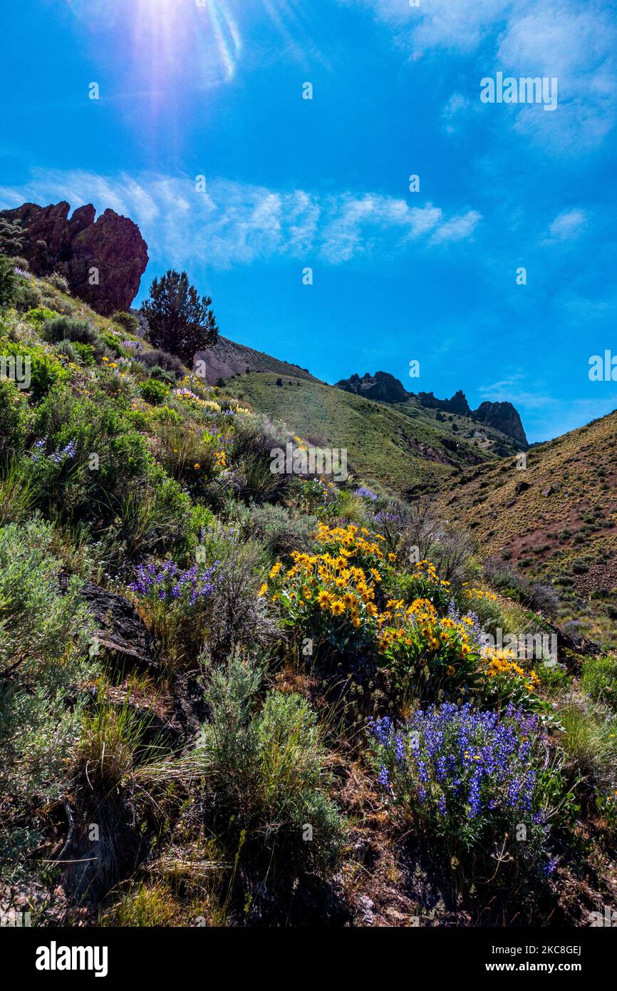 Fiori selvatici del Pike Creek Canyon nel deserto di Alvord, nel sud dell'Oregon, lungo il sentiero per la vecchia miniera abbandonata. Foto Stock