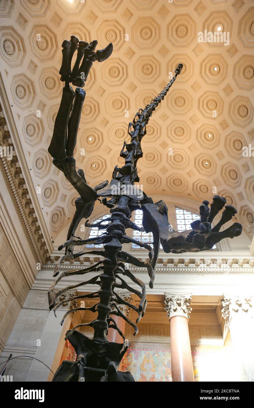 Vista grandangolare all'interno del Theodore Roosevelt Rotunda, la principale hall con biglietteria con fossili di dinosauri esposti al pubblico nell'American Museum of Natural History AMNH, situato nell'Upper West Side di Manhattan vicino a Central Park a New York City. Il museo accoglie circa 5 milioni di visitatori, turisti, locali e studenti anually. New York, Stati Uniti d'America USA il 2020 febbraio (Foto di Nicolas Economou/NurPhoto) Foto Stock