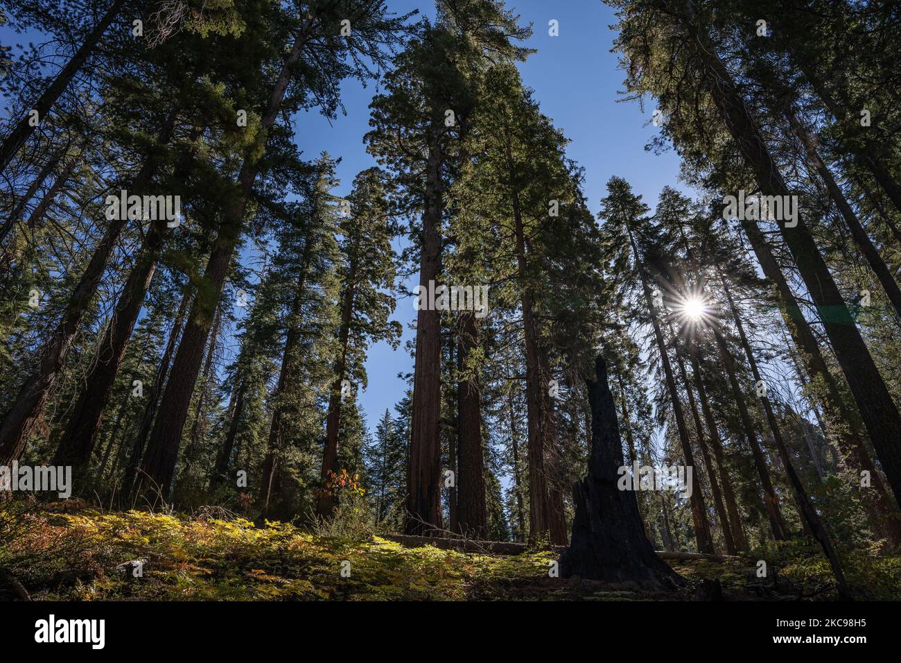 Una passeggiata attraverso le sequoie di Tuolumne Grove. Foto Stock