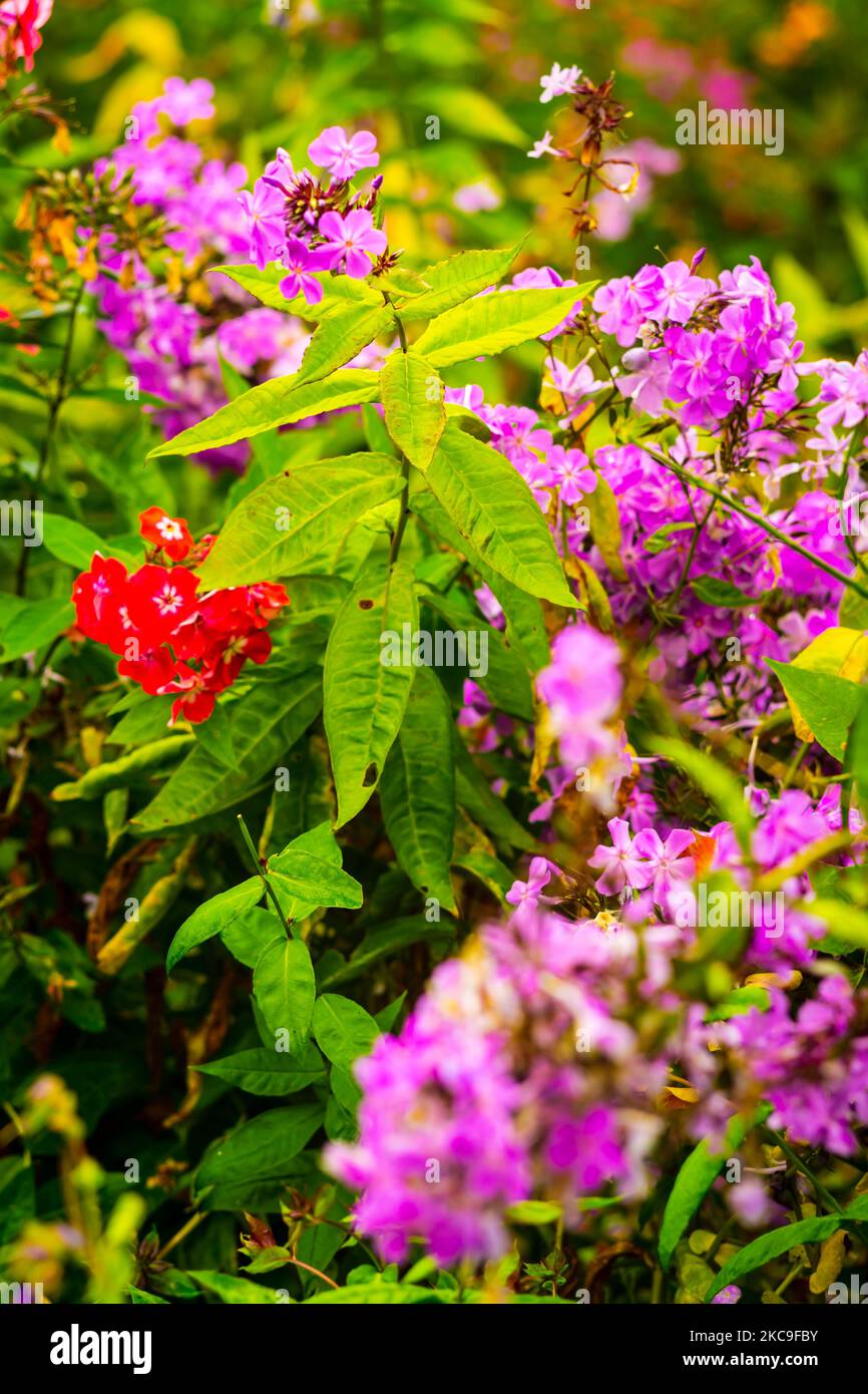 I bellissimi fiori di Phlox rosso e rosa circondato da foglie Foto Stock