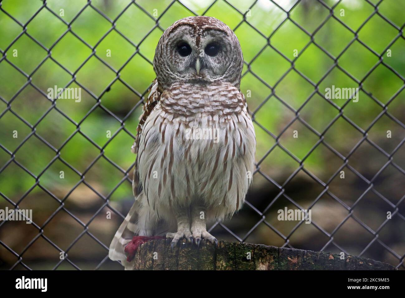 Bloccate il gufo Foto Stock