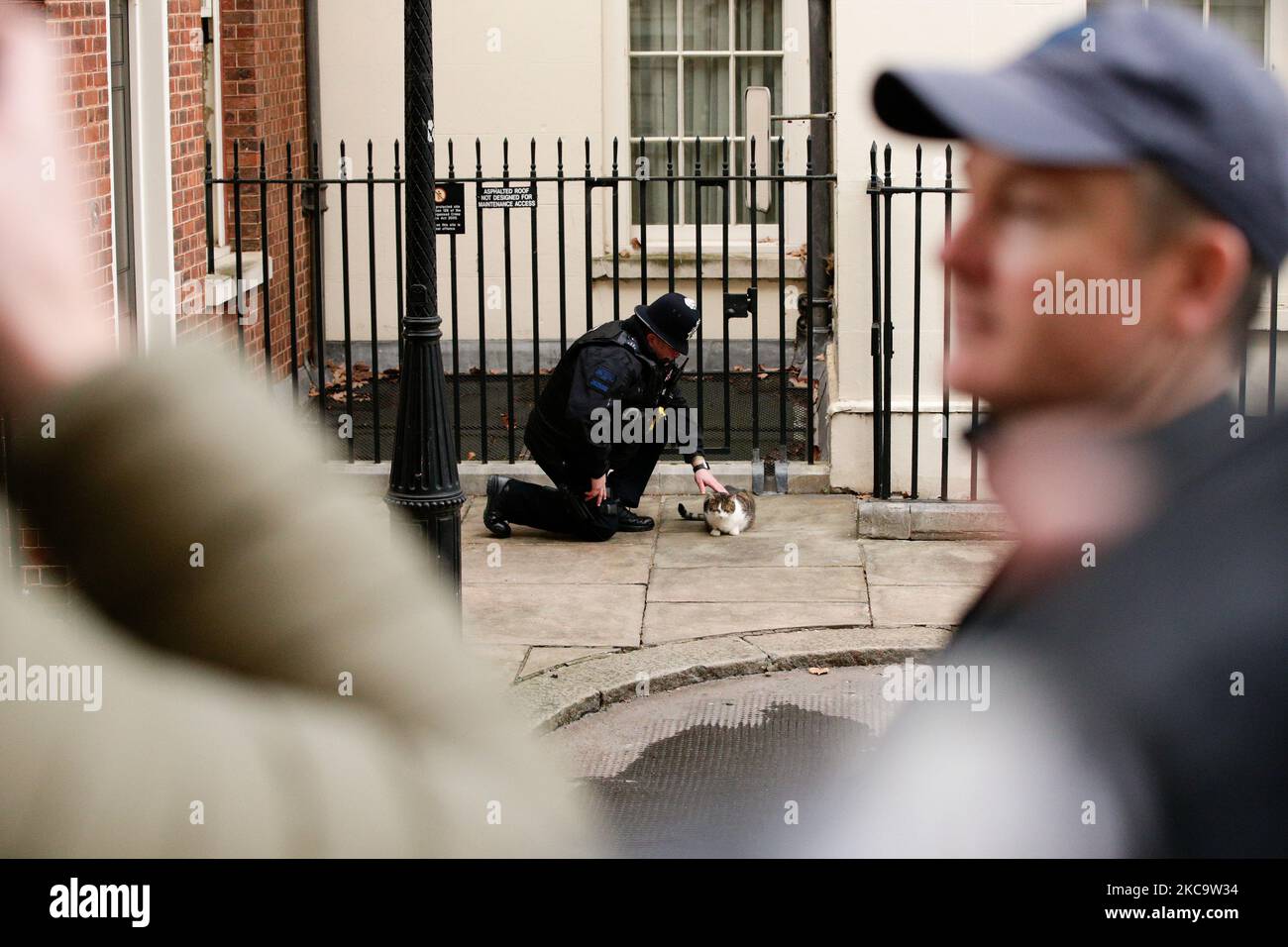 Un ufficiale di polizia stroke residente numero 10 gatto Larry su Downing Street a Londra, Inghilterra, il 23 febbraio 2021. (Foto di David Cliff/NurPhoto) Foto Stock