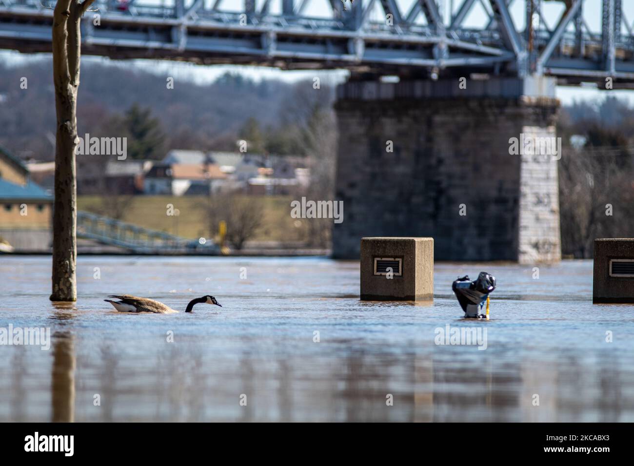 Le oche nuotano lungo il fiume Ohio mentre i livelli dell'acqua continuano a salire sul fiume Ohio, mentre alcune strade e aziende in alcune aree basse hanno dovuto chiudere lungo il fiume Ohio dopo giorni di corsi d'acqua locali pieni di pioggia al di là delle loro rive, giovedì 4 marzo 2021, a Cincinnati, Ohio, Stati Uniti. (Foto di Jason Whitman/NurPhoto) Foto Stock