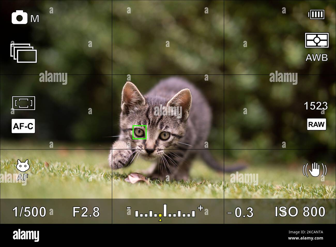 Schermo o mirino della fotocamera con le impostazioni fotografiche di un ritratto dell'animale Foto Stock