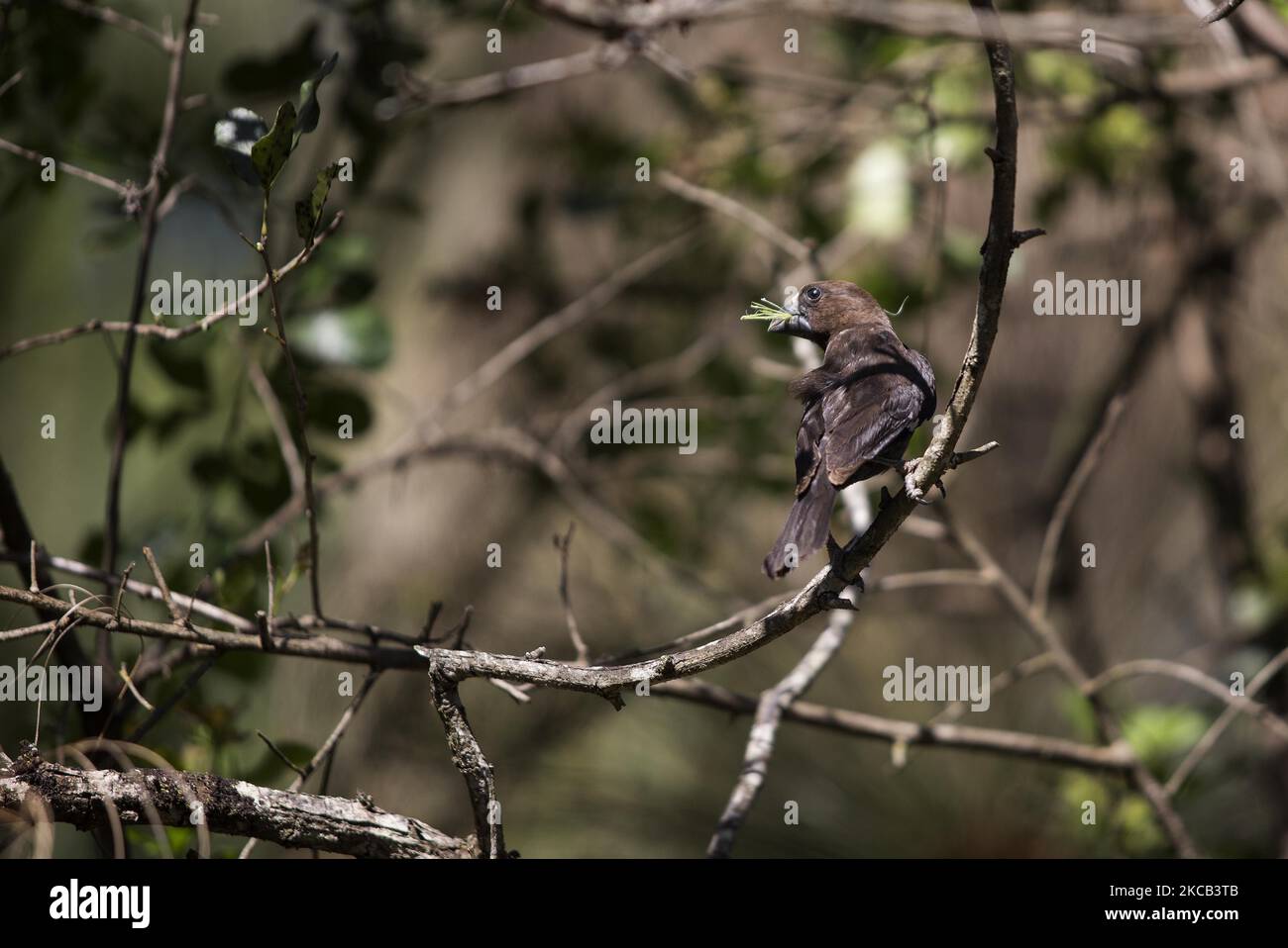 Una passeggiata lungo la Foresta di Karura, una delle più grandi foreste urbane del mondo, a Nairobi, Kenya, il 27 febbraio 2021. (Foto di Robert Bonet/NurPhoto) Foto Stock