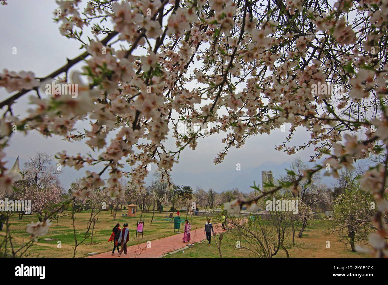 SRINAGAR, KASHMIR, INDIA-MARZO 21: Con l'inizio della stagione primaverile le persone camminano all'interno del giardino fiorito pieno di mandorle 'Badam Waer' in occasione di Nowroz a Srinagar, Kashmir il 21 marzo 2021. (Foto di Faisal Khan/NurPhoto) Foto Stock