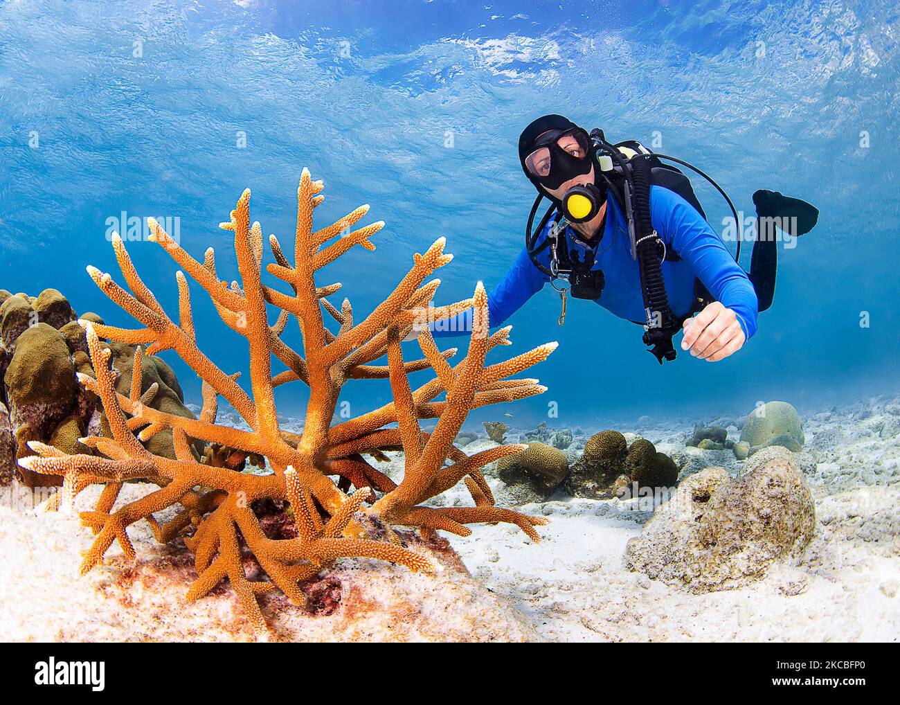 Il subacqueo controlla la crescita del corallo staghorn (Acropora cervicornis) a Bonaire. Foto Stock