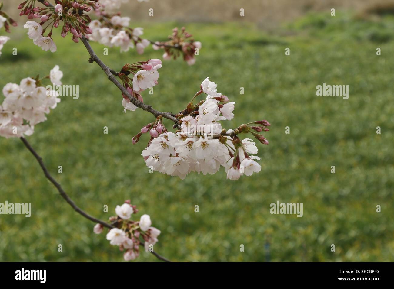 Un peggior villaggio di isole coperte da polvere gialla a Shinan-Gun, a sud-ovest di Seoul, Corea del Sud. Lunedì, una tempesta di polvere gialla straordinariamente forte, originata dai deserti interni della Cina settentrionale e della Mongolia, ha annientato tutta la Corea del Sud, inducendo le autorità a emettere un avvertimento giallo per Seul e quasi tutte le parti del paese per la prima volta in un decennio. (Foto di Seung-il Ryu/NurPhoto) Foto Stock