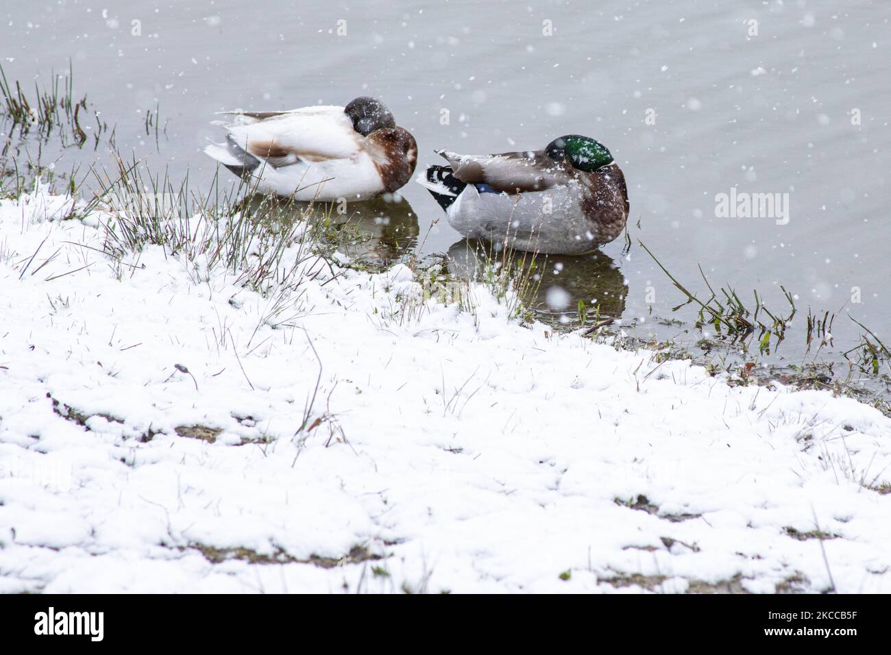 Anatre in acqua durante la neve. I Paesi Bassi si svegliano innevati dopo un'intensa nevicata mattutina, un evento di bizzarro per aprile. Il secondo giorno di basse temperature e nevicate nei Paesi Bassi dopo il lunedì di Pasqua Bianca con un significativo calo di temperatura, raggiungendo il punto di congelamento secondo l'agenzia meteorologica olandese KNMI rendendo il lunedì di Pasqua uno dei giorni più freddi mai registrati con basse temperature. Oltre alla neve, grandine e alta velocità forte vento ghiacciato si è verificato. Il KNMI ha emesso un codice giallo avvertimento meteo per Lunedi sera, dicendo che ci sarà forte w Foto Stock