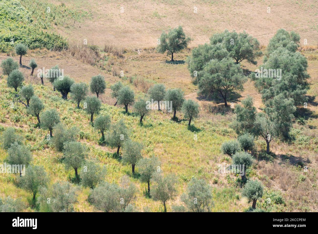 Verde ulivo terreno agricolo, paesaggio agricolo con olivo tra colline,  oliveto giardino, grandi aree agricole ulivi Foto stock - Alamy