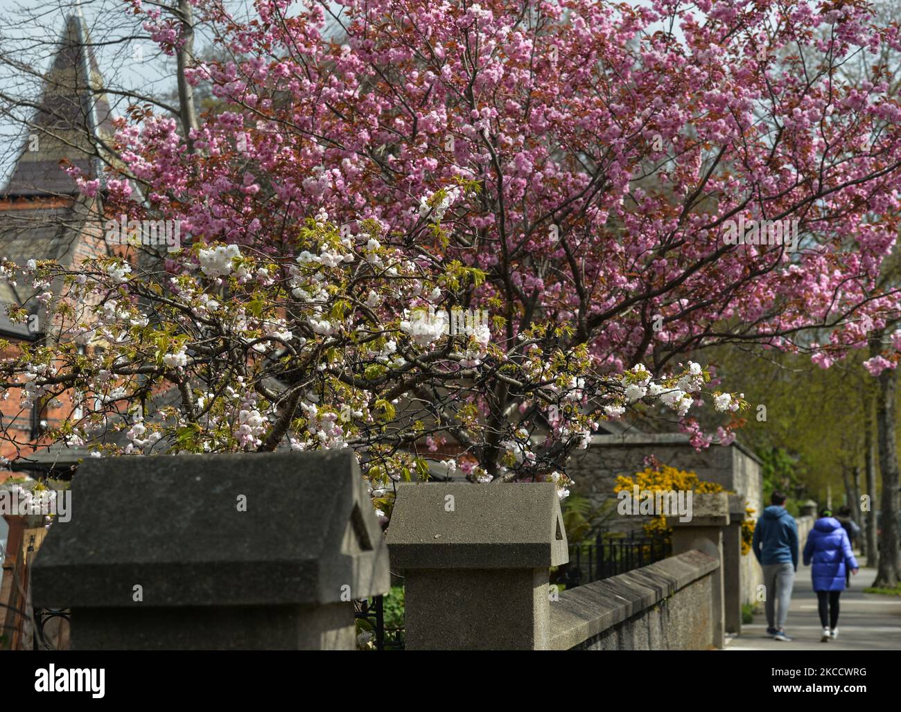 Una strada con alberi in fiore a Dublino, durante il blocco COVID-19. Venerdì 16 aprile 2021 a Dublino, Irlanda. (Foto di Artur Widak/NurPhoto) Foto Stock