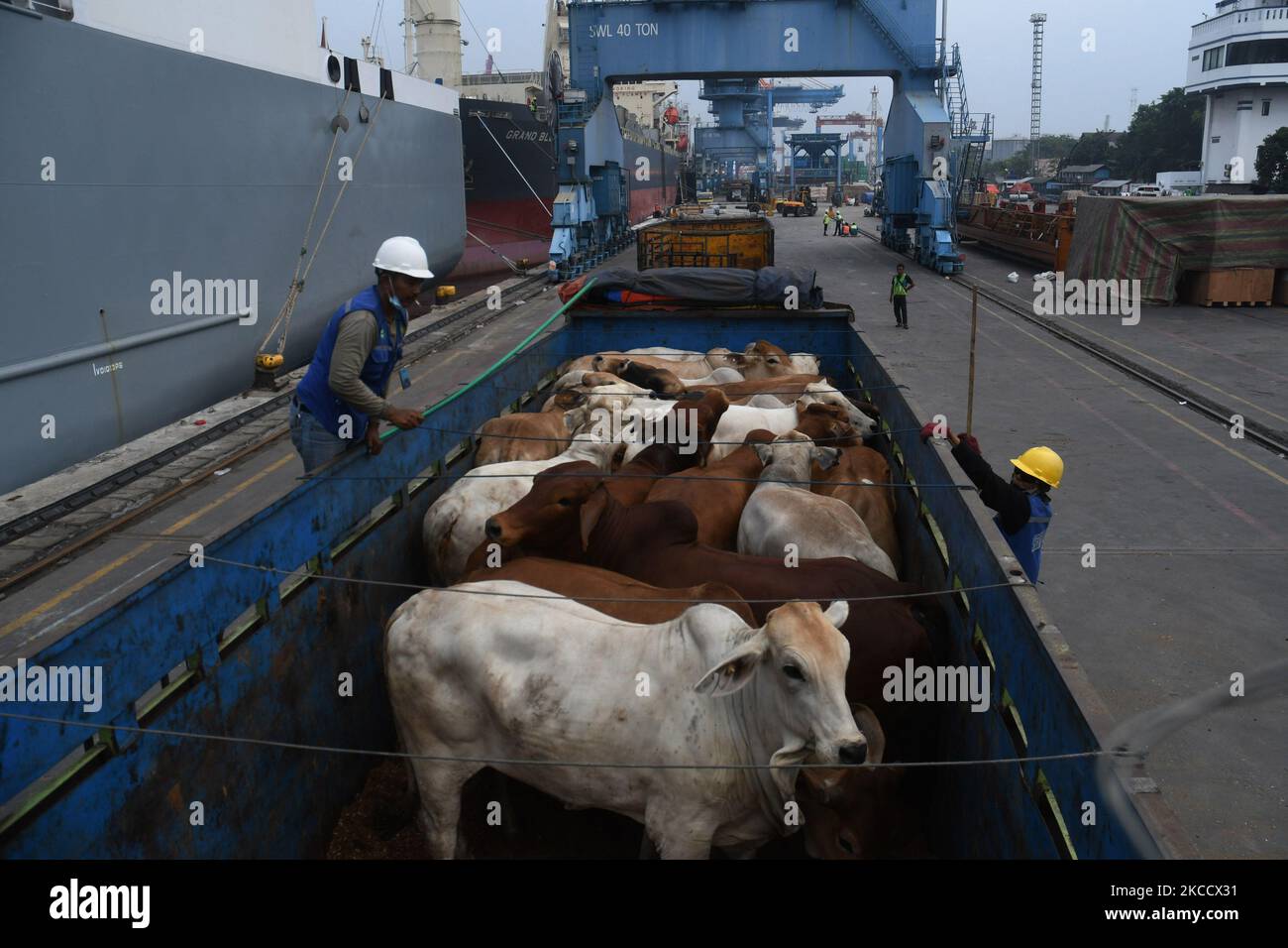 I bovini importati dall'Australia sono in un camion dopo essere stati scaricati da una nave al porto di Tanjung Priok, Giacarta, il 15,2021 aprile. L'Agenzia per la sicurezza alimentare del Ministero dell'agricoltura garantisce che la fornitura di prodotti alimentari che vengono realizzati attraverso le importazioni, vale a dire carne di manzo e bufalo, aglio e zucchero, siano in condizioni adeguate fino alla fine del Ramadan. (Foto di Dasril Roszandi/NurPhoto) Foto Stock