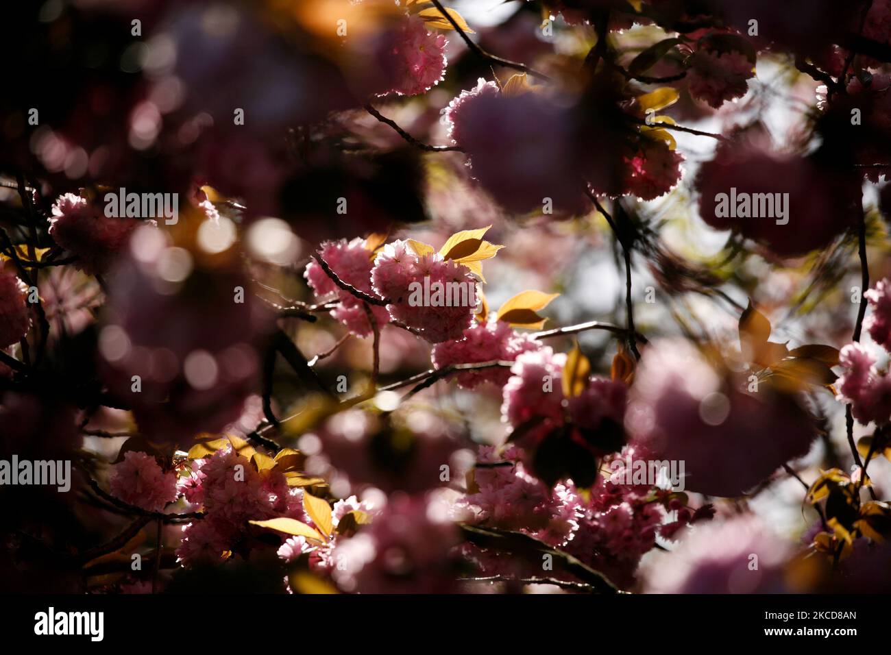 Fiorisce fiori su un albero in bel tempo primaverile a Kensington Gardens a Londra, Inghilterra, il 22 aprile 2021. (Foto di David Cliff/NurPhoto) Foto Stock