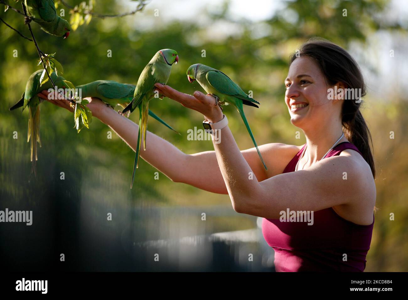 Una donna nutre i parakeets nelle belle giornate primaverili a Kensington Gardens a Londra, Inghilterra, il 22 aprile 2021. (Foto di David Cliff/NurPhoto) Foto Stock