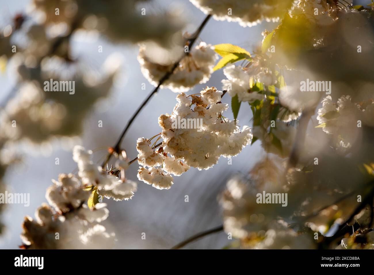 Fiorisce fiori su un albero nel bel tempo primaverile a Green Park a Londra, Inghilterra, il 22 aprile 2021. (Foto di David Cliff/NurPhoto) Foto Stock