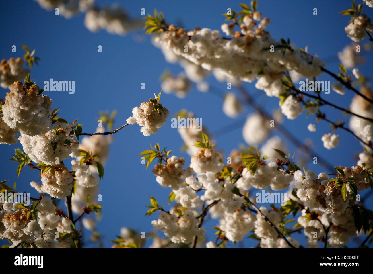 Fiorisce fiori su un albero nel bel tempo primaverile a Green Park a Londra, Inghilterra, il 22 aprile 2021. (Foto di David Cliff/NurPhoto) Foto Stock