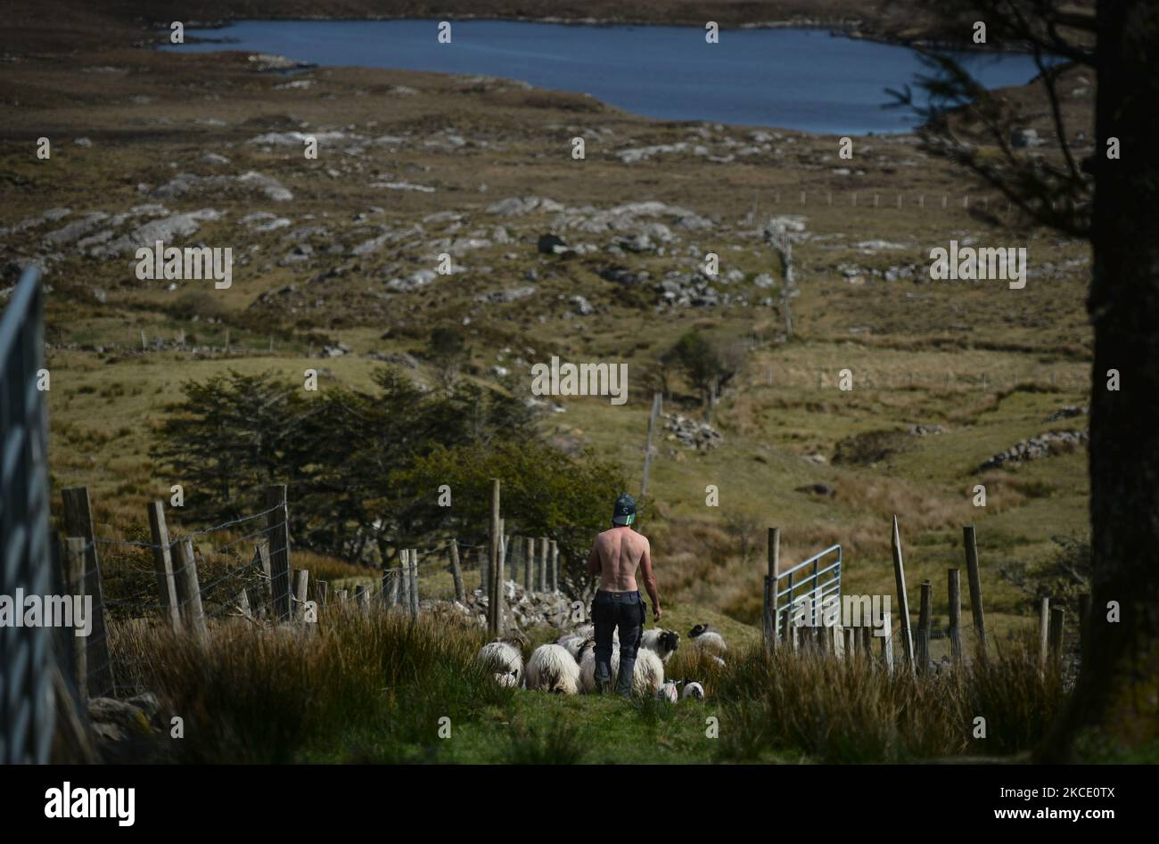 Brian Staunton di Lettershinn riporta le pecore e gli agnelli sul campo dopo la marcatura a spruzzo. Sabato 1 maggio 2021, a Lettershinna, Connemara, County Galway, Irlanda. (Foto di Artur Widak/NurPhoto) Foto Stock