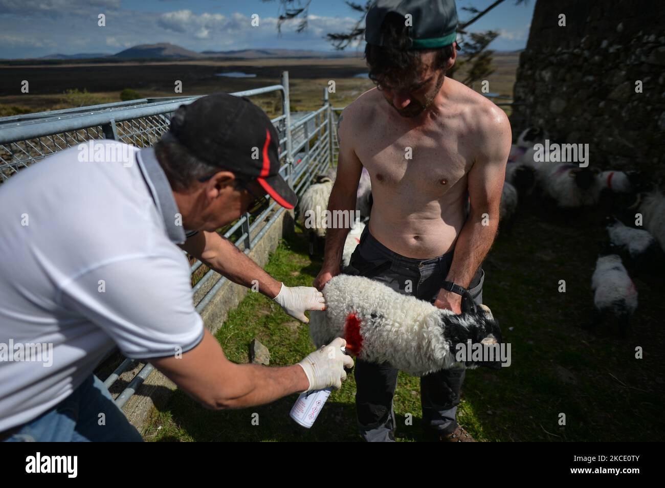 Un contadino locale Michael Staunton di Lettershinna utilizza un marcatore spray per contrassegnare un giovane agnello tenuto da suo figlio Brian. Sabato 1 maggio 2021, a Lettershinna, Connemara, County Galway, Irlanda. (Foto di Artur Widak/NurPhoto) Foto Stock