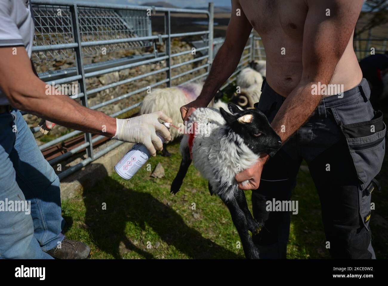 Un contadino locale Michael Staunton di Lettershinna utilizza un marcatore spray per contrassegnare un giovane agnello tenuto da suo figlio Brian. Sabato 1 maggio 2021, a Lettershinna, Connemara, County Galway, Irlanda. (Foto di Artur Widak/NurPhoto) Foto Stock