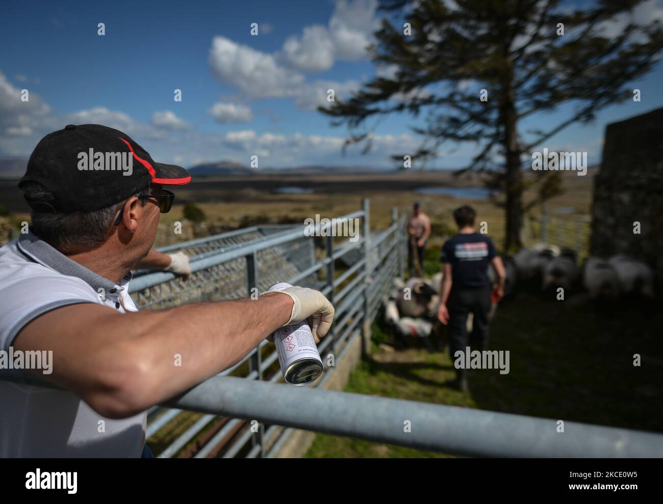 Un contadino locale, Michael Staunton di Lettershinna, con l'aiuto di sua figlia Tara e del figlio Brian, usa un pennarello spray per contrassegnare i giovani agnelli. Sabato 1 maggio 2021, a Lettershinna, Connemara, County Galway, Irlanda. (Foto di Artur Widak/NurPhoto) Foto Stock