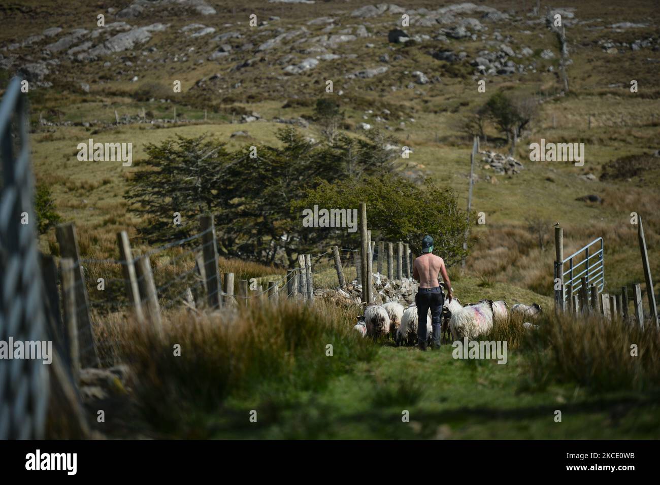 Brian Staunton di Lettershinn riporta le pecore e gli agnelli sul campo dopo la marcatura a spruzzo. Sabato 1 maggio 2021, a Lettershinna, Connemara, County Galway, Irlanda. (Foto di Artur Widak/NurPhoto) Foto Stock