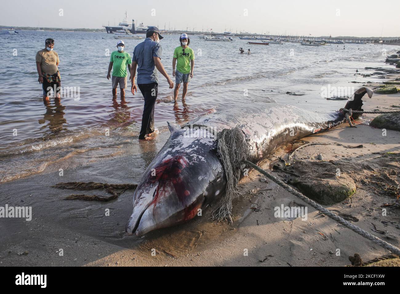 Una caracas di balena di Cuvier (Ziphius cavirostris) a Mertasari Beach, Denpasar, Bali, Indonesia il 21 2021 maggio. Questa balena di 5,3 metri è stata trovata morta da locali galleggianti al largo della costa ed è stata tirata a riva per necroscopia e sepolta. La balenottera Cuvier è uno dei rari mammiferi marini che vive attraverso il mare indonesiano e può fare immersioni a 3000 metri sopra il livello del mare. (Foto di Johanes Christo/NurPhoto) Foto Stock