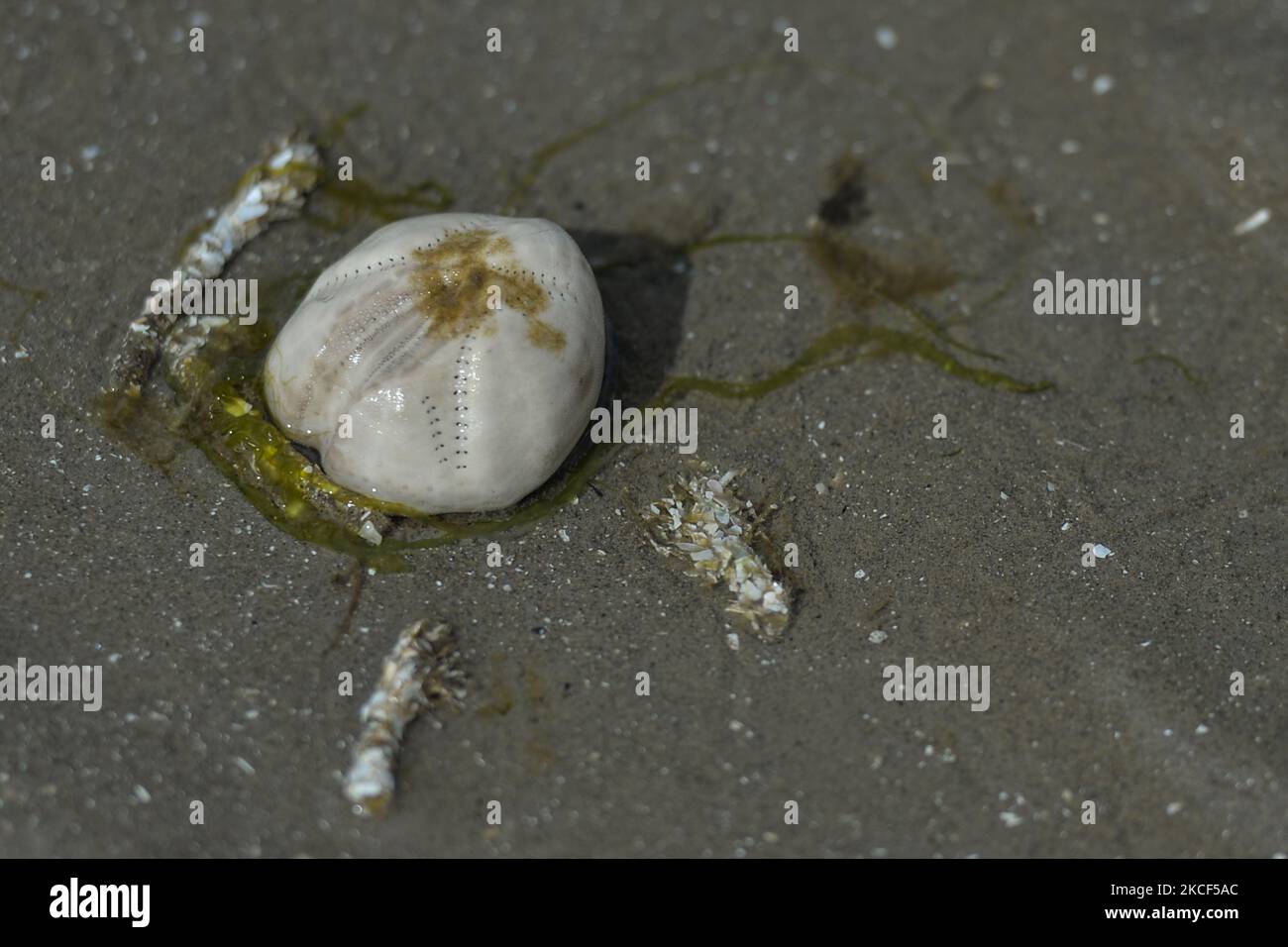 La patata di mare, un tipo di riccio di mare che vive sepolto nella sabbia che si trova lavato su Sandymont strand. Domenica 23 maggio 2021 a Dublino, Irlanda. (Foto di Artur Widak/NurPhoto) Foto Stock