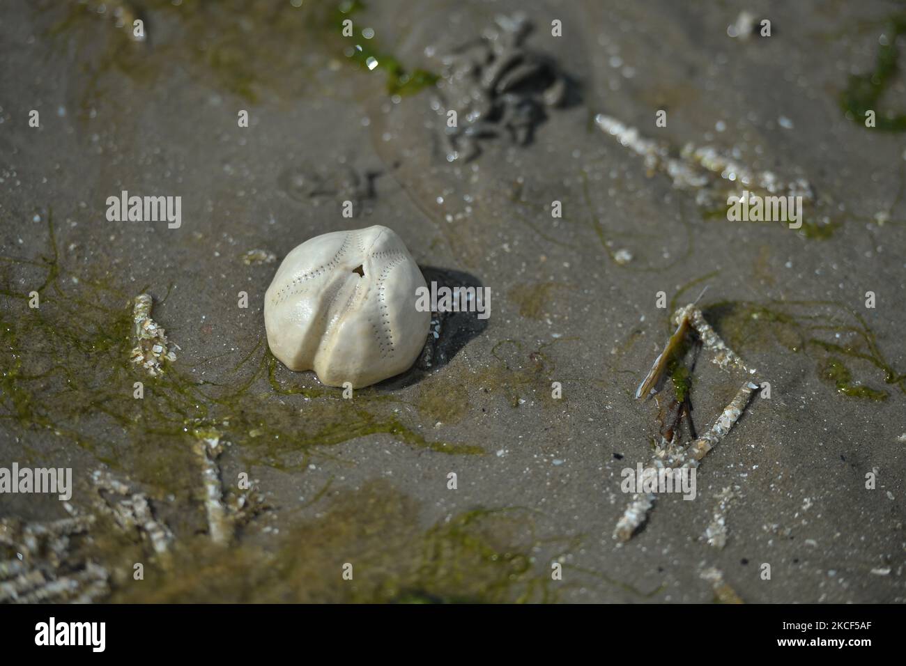La patata di mare, un tipo di riccio di mare che vive sepolto nella sabbia che si trova lavato su Sandymont strand. Domenica 23 maggio 2021 a Dublino, Irlanda. (Foto di Artur Widak/NurPhoto) Foto Stock