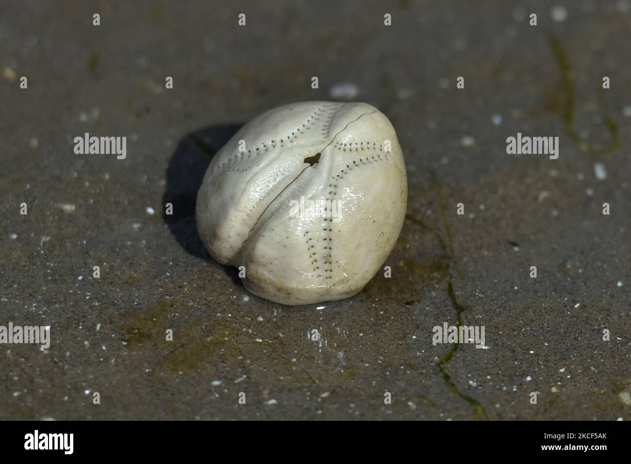 La patata di mare, un tipo di riccio di mare che vive sepolto nella sabbia che si trova lavato su Sandymont strand. Domenica 23 maggio 2021 a Dublino, Irlanda. (Foto di Artur Widak/NurPhoto) Foto Stock