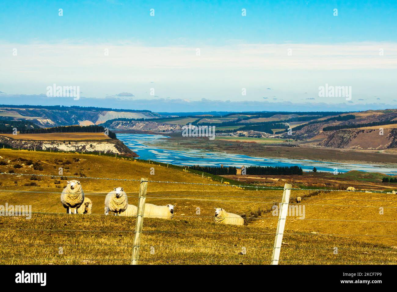 Pecore pascolano sui lussureggianti pascoli delle colline di te Ashburton con il fiume che scorre attraverso la gola nella valle sottostante Foto Stock