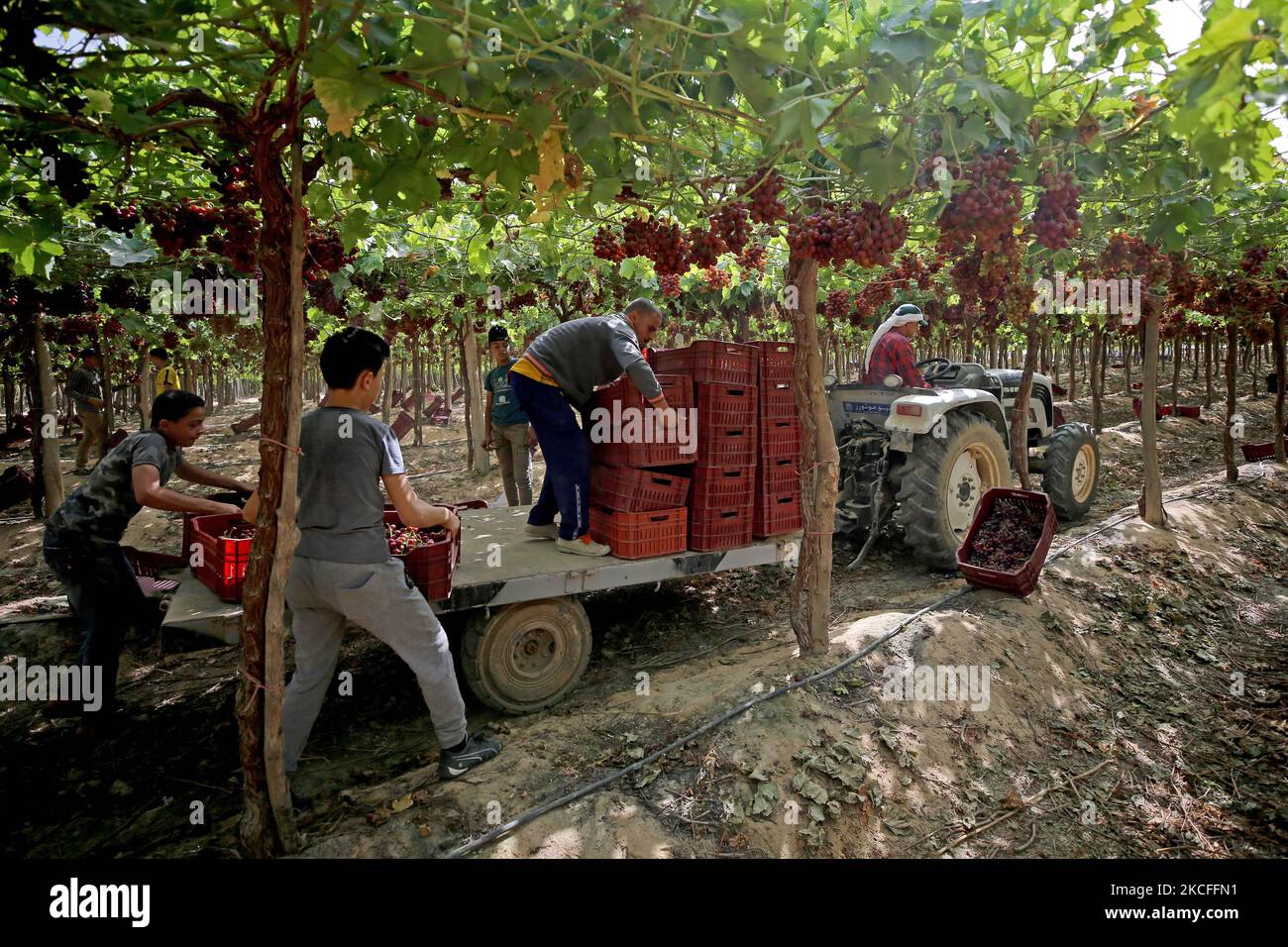 I lavoratori raccolgono le uve raccolte in un campo vitigno per l'esportazione in Europa a Khatamba, Egitto, il 1 giugno 2021. (Foto di Fadel Dawod/NurPhoto) Foto Stock