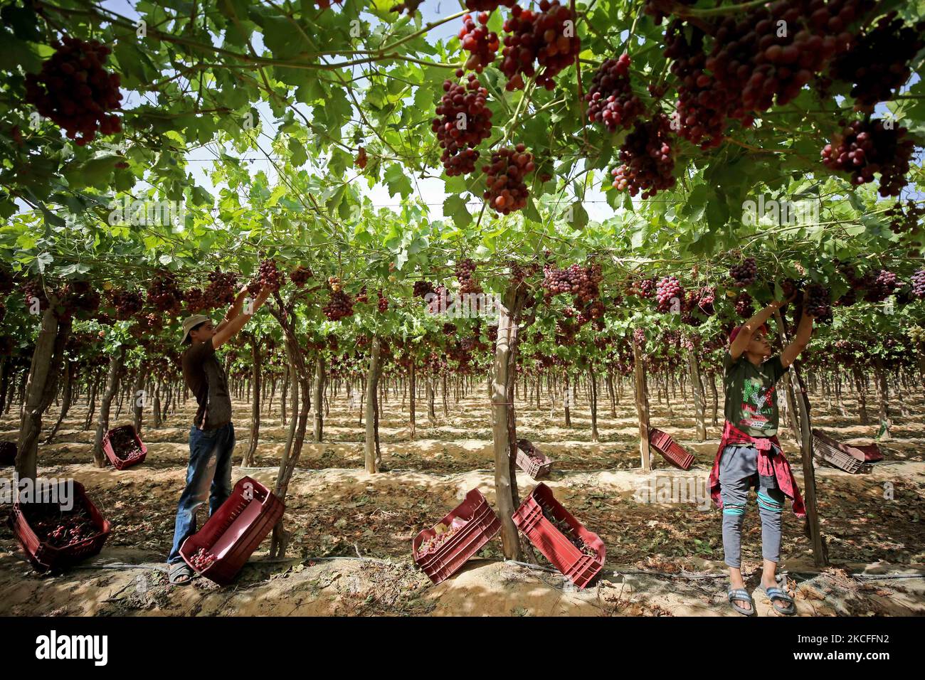 I lavoratori raccolgono le uve raccolte in un campo vitigno per l'esportazione in Europa a Khatamba, Egitto, il 1 giugno 2021. (Foto di Fadel Dawod/NurPhoto) Foto Stock