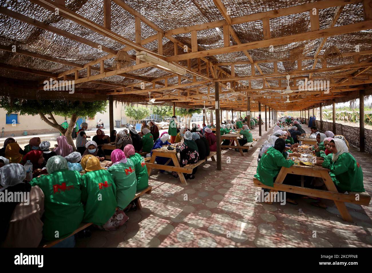 I lavoratori raccolgono le uve raccolte in un campo vitigno per l'esportazione in Europa a Khatamba, Egitto, il 1 giugno 2021. (Foto di Fadel Dawod/NurPhoto) Foto Stock