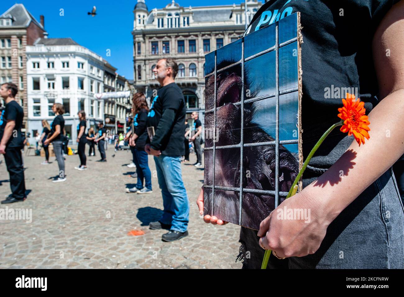 Centinaia di attivisti animali stanno tenendo immagini della crudeltà degli animali, durante la Giornata nazionale dei diritti degli animali tenutasi ad Amsterdam il 6th giugno 2021. (Foto di Romy Arroyo Fernandez/NurPhoto) Foto Stock