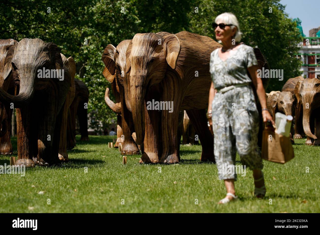 Una donna passa accanto a sculture a grandezza naturale di un gregge di elefanti asiatici in mostra a Green Park a Londra, Inghilterra, il 16 giugno 2021. Le sculture, destinate a evidenziare la coesistenza uomo-fauna selvatica e l'importanza di proteggere la biodiversità, sono state realizzate dalle vigne di lantana camara da comunità indigene nella regione del Tamil Nadu, nell'India meridionale, che vivono la loro vita quotidiana accanto agli elefanti. L'installazione fa parte del cosiddetto progetto di coesistenza, gestito congiuntamente dalle associazioni di beneficenza, la famiglia degli Elefanti e il collettivo degli Elefanti reali. (Foto di David Cliff/NurPhoto) Foto Stock