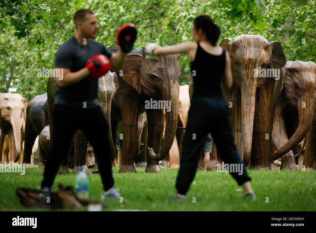 Un personal trainer insegna la boxe accanto a sculture a grandezza naturale di una mandria di elefanti asiatici in mostra a Green Park a Londra, in Inghilterra, il 16 giugno 2021. Le sculture, destinate a evidenziare la coesistenza uomo-fauna selvatica e l'importanza di proteggere la biodiversità, sono state realizzate dalle vigne di lantana camara da comunità indigene nella regione del Tamil Nadu, nell'India meridionale, che vivono la loro vita quotidiana accanto agli elefanti. L'installazione fa parte del cosiddetto progetto di coesistenza, gestito congiuntamente dalle associazioni di beneficenza, la famiglia degli Elefanti e il collettivo degli Elefanti reali. (Foto di David Cliff/NurPho Foto Stock