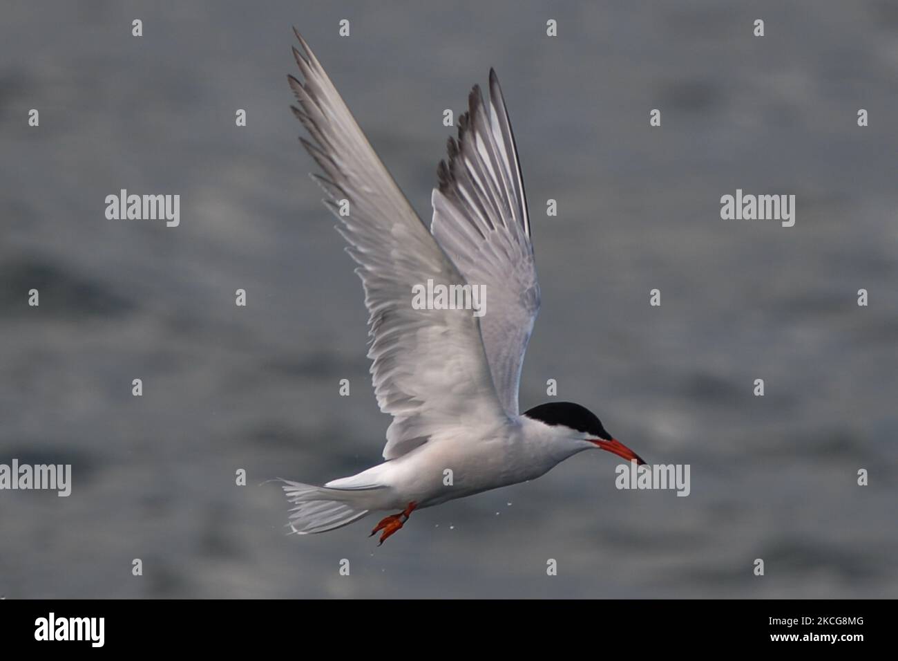 Un Tergo artico che vola vicino alla Grande Muraglia Sud, a Poolberg, Dublino. Giovedì, 17 giugno 2021, a Dublino, Irlanda. (Foto di Artur Widak/NurPhoto) Foto Stock