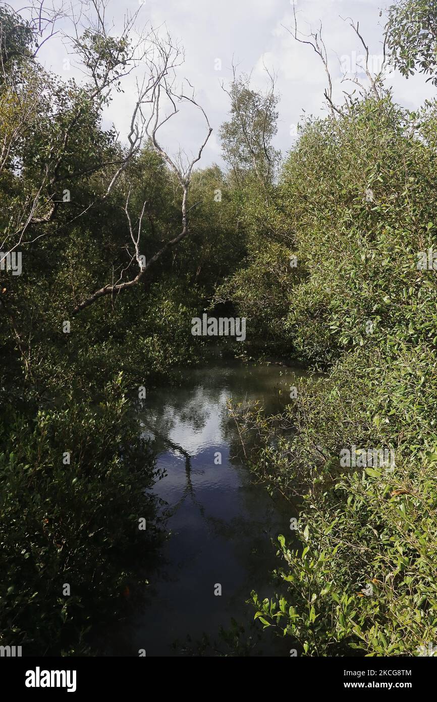 densa foresta di mangrovie di sundarban, mangrovie più grandi del mondo e unescon sito patrimonio mondiale situato a sud del bengala occidentale in india Foto Stock