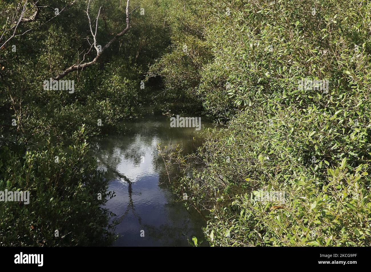 densa foresta di mangrovie di sundarban, mangrovie più grandi del mondo e unescon sito patrimonio mondiale situato a sud del bengala occidentale in india Foto Stock