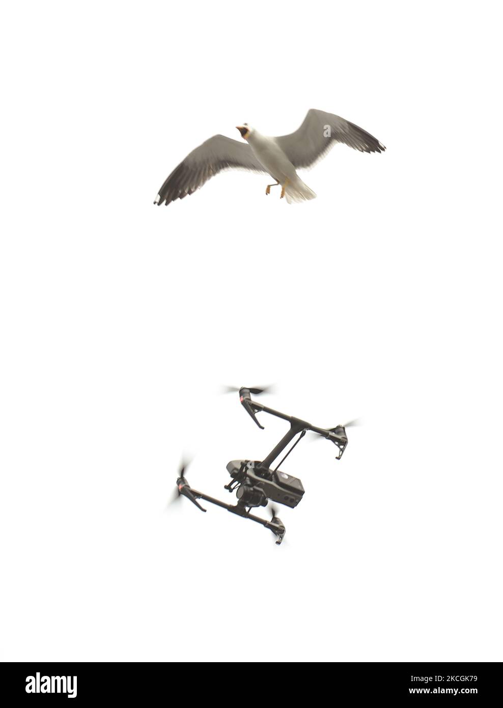 Un gabbiano arrabbiato attacca un drone che vola vicino al suo nido situato sul tetto di un edificio nel centro di Dublino. Lunedì 28 giugno 2021 a Dublino, Irlanda. (Foto di Artur Widak/NurPhoto) Foto Stock