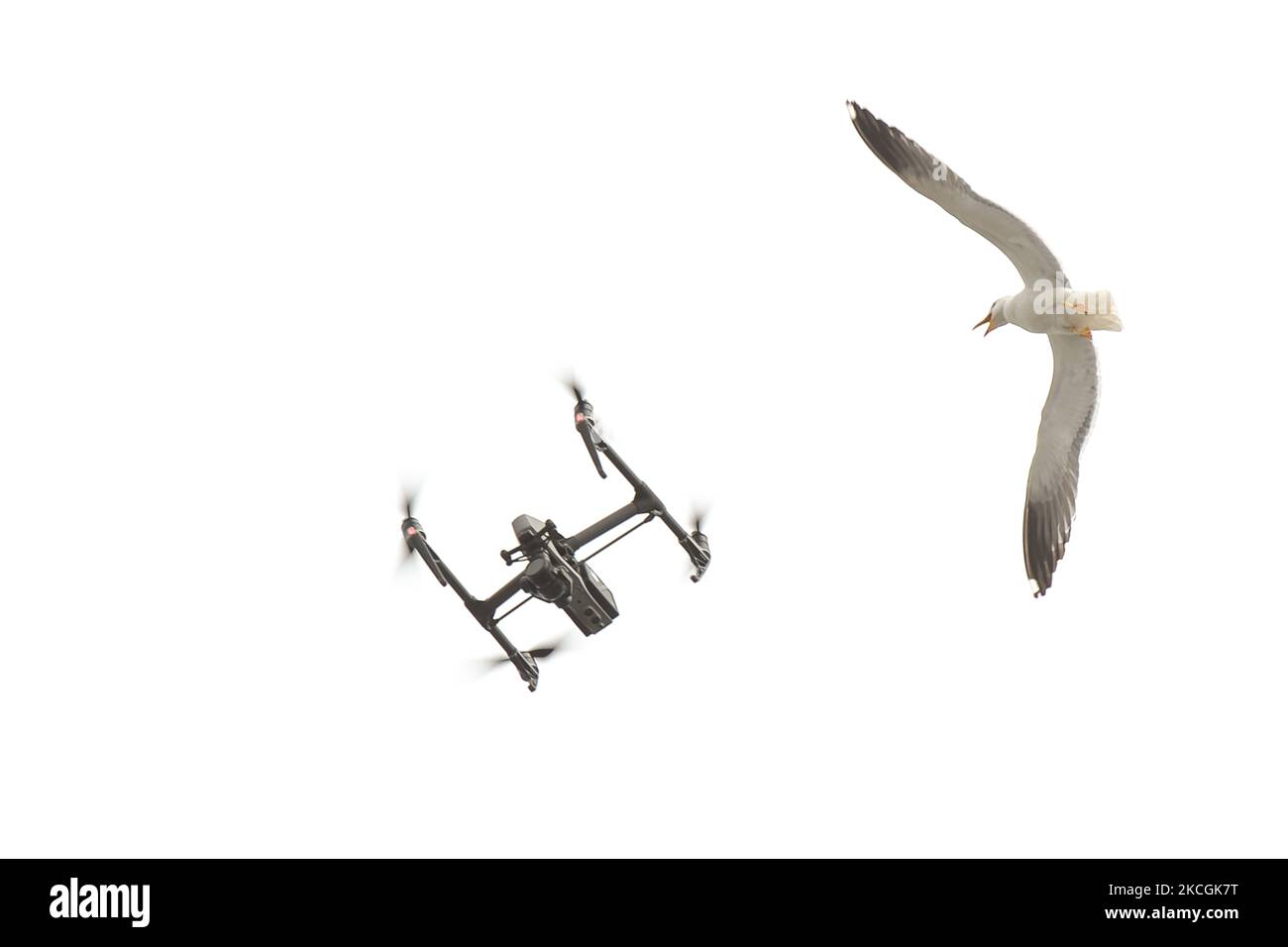 Un gabbiano arrabbiato attacca un drone che vola vicino al suo nido situato sul tetto di un edificio nel centro di Dublino. Lunedì 28 giugno 2021 a Dublino, Irlanda. (Foto di Artur Widak/NurPhoto) Foto Stock