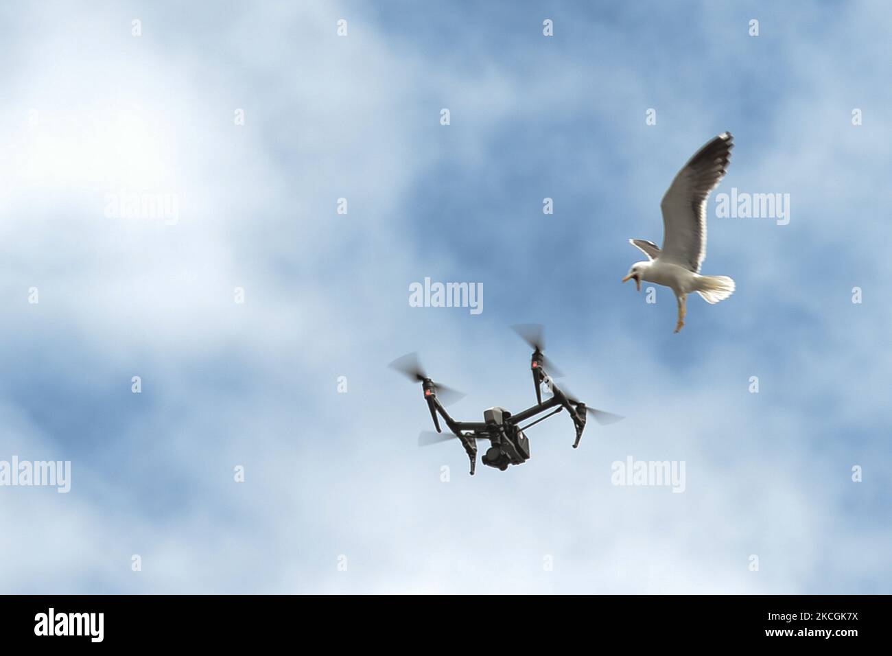 Un gabbiano arrabbiato attacca un drone che vola vicino al suo nido situato sul tetto di un edificio nel centro di Dublino. Lunedì 28 giugno 2021 a Dublino, Irlanda. (Foto di Artur Widak/NurPhoto) Foto Stock