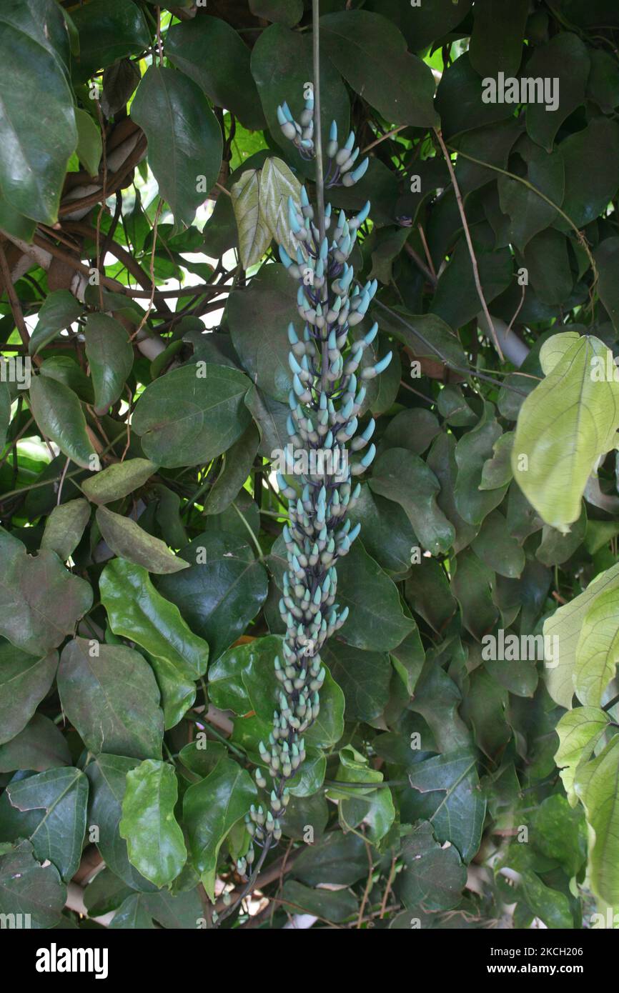 Blue Jade Vine (Strongylodon macrobotrys) fiori che crescono presso la Maui Tropical Plantation sull'isola di Maui, Hawaii, USA, il 10 luglio 2007. La vite di giada blu (Strongylodon macrobotrys) comunemente conosciuta come vite di giada, vite di smeraldo o vite di giada turchese, è una specie di vite leguminosa perenne boscosa, un nativo delle foreste tropicali delle Filippine, con steli che possono raggiungere fino a 18 m di lunghezza. Il colore del fiore turchese è simile ad alcune forme dei minerali turchese e giada, che variano dal verde-blu al verde menta. (Foto di Creative Touch Imaging Ltd./NurPhoto) Foto Stock