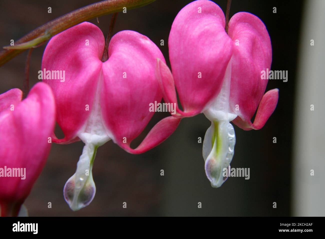 Fiori di cuore di spurgo rosa (Lamprocapnos spectabilis) che crescono su una filiale in Ontario, Canada, il 10 maggio 2008. (Foto di Creative Touch Imaging Ltd./NurPhoto) Foto Stock